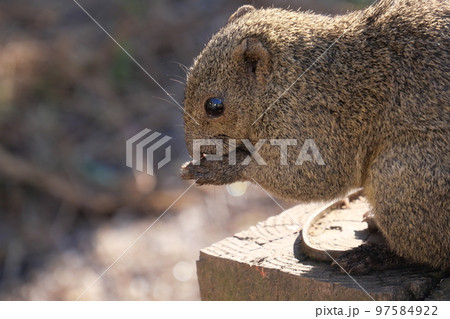町田りす園、台湾リス、動物、放し飼い、餌付け、餌やり、手乗り、町田、東京、日本、動物園、りす、リス、 97584922