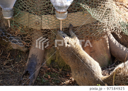 町田りす園、台湾リス、動物、放し飼い、餌付け、餌やり、手乗り、町田、東京、日本、動物園、りす、リス、 97584925