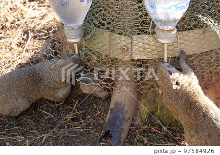 町田りす園、台湾リス、動物、放し飼い、餌付け、餌やり、手乗り、町田、東京、日本、動物園、りす、リス、 97584926