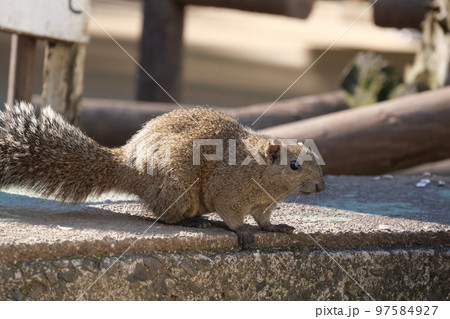 町田りす園、台湾リス、動物、放し飼い、餌付け、餌やり、手乗り、町田、東京、日本、動物園、りす、リス、 97584927