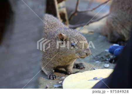 町田りす園、台湾リス、動物、放し飼い、餌付け、餌やり、手乗り、町田、東京、日本、動物園、りす、リス、 97584928