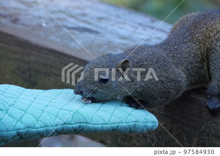町田りす園、台湾リス、動物、放し飼い、餌付け、餌やり、手乗り、町田、東京、日本、動物園、りす、リス、 97584930