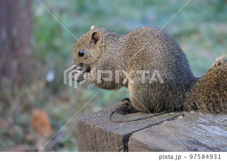 町田りす園、台湾リス、動物、放し飼い、餌付け、餌やり、手乗り、町田、東京、日本、動物園、りす、リス、 97584931