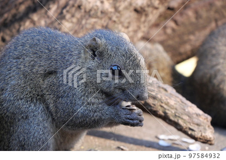 町田りす園、台湾リス、動物、放し飼い、餌付け、餌やり、手乗り、町田、東京、日本、動物園、りす、リス、 97584932