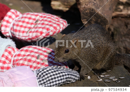 町田りす園、台湾リス、動物、放し飼い、餌付け、餌やり、手乗り、町田、東京、日本、動物園、りす、リス、 97584934
