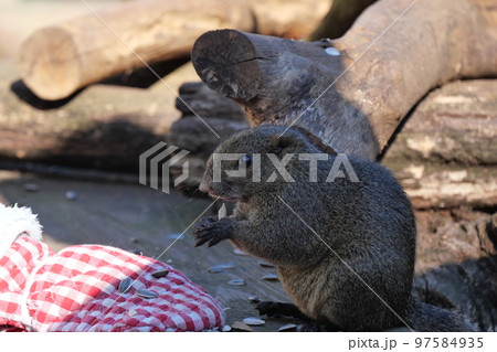 町田りす園、台湾リス、動物、放し飼い、餌付け、餌やり、手乗り、町田、東京、日本、動物園、りす、リス、 97584935