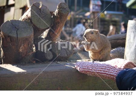 町田りす園、台湾リス、動物、放し飼い、餌付け、餌やり、手乗り、町田、東京、日本、動物園、りす、リス、 97584937