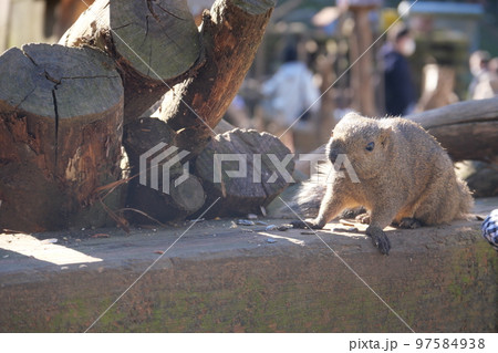 町田りす園、台湾リス、動物、放し飼い、餌付け、餌やり、手乗り、町田、東京、日本、動物園、りす、リス、 97584938