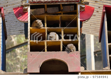 町田りす園、台湾リス、動物、放し飼い、餌付け、餌やり、手乗り、町田、東京、日本、動物園、りす、リス、 97584941