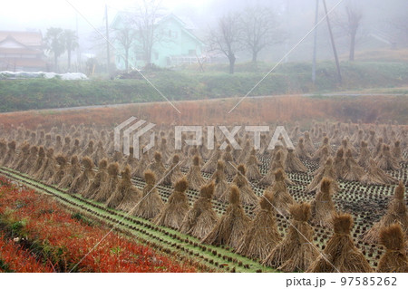 はさかけ 97585262