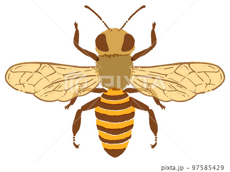 水彩タッチのミツバチのイラスト素材 97585429