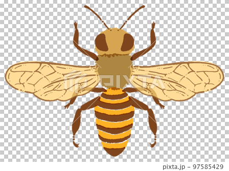 Watercolor touch honey bee illustration material 97585429