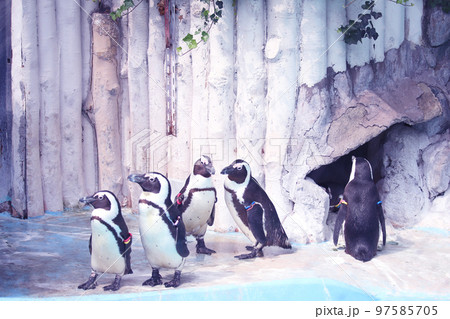 仲良しペンギン 97585705