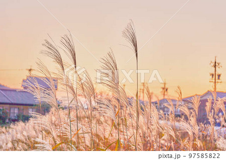 夕日に照らされたススキ 97585822