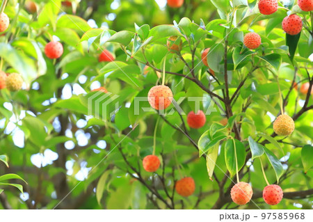 常盤山法師（トキワヤマボウシ）の実　　 97585968