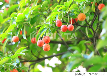 常盤山法師(トキワヤマボウシ)の実 常盤山法師(トキワヤマボウシ)の実 97585969