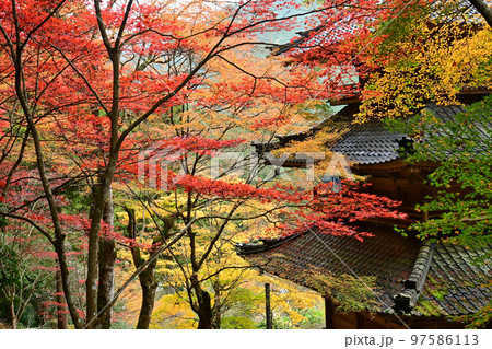紅葉で幻想的な兵庫県丹波市の高源寺三重塔 紅葉で幻想的な兵庫県丹波市の高源寺三重塔 97586113