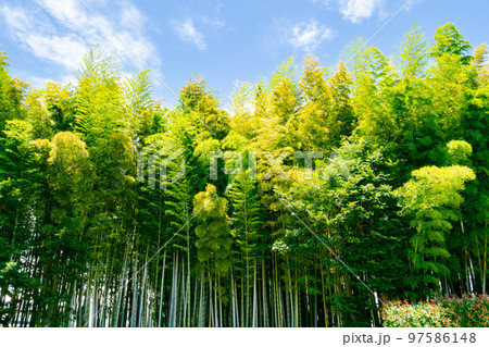 夏のイメージに新緑の竹林 97586148