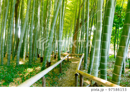 夏のイメージに新緑の竹林 97586153