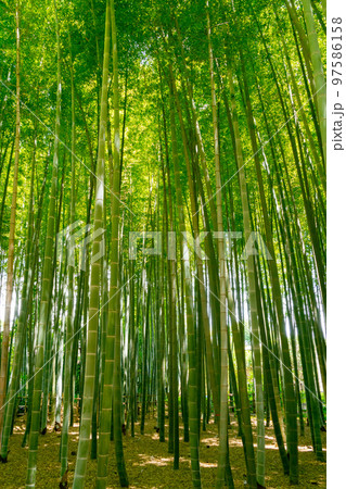 夏のイメージに新緑の竹林 97586158