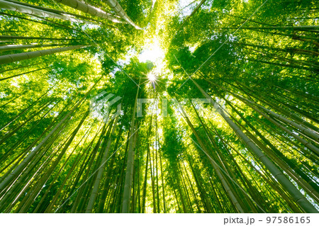 夏のイメージに新緑の竹林 97586165