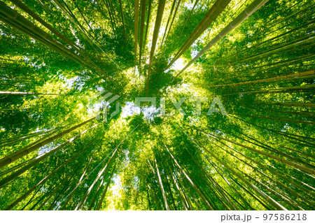 夏のイメージに新緑の竹林 97586218