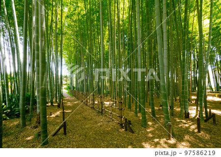 夏のイメージに新緑の竹林 97586219