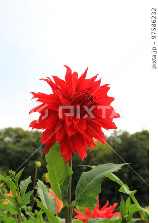 世羅高原農場 97586232