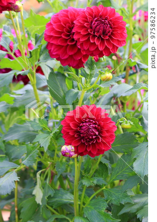 世羅高原農場 97586234