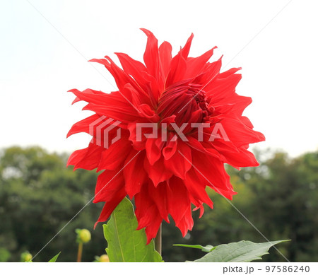 世羅高原農場 97586240