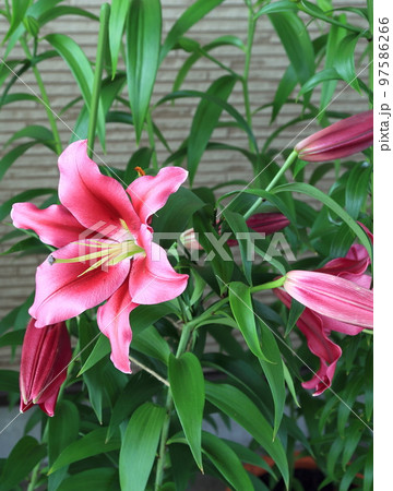 世羅高原農場 97586266