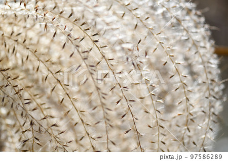 ススキ（薄）の種子と綿毛 97586289