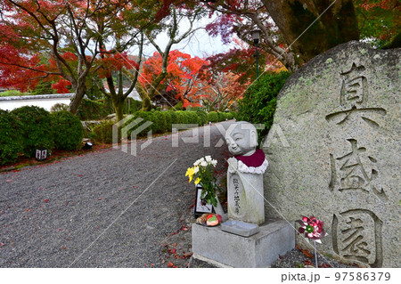 滋賀県大津市 西教寺の紅葉参道を歩く 97586379