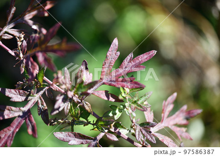 ヨモギ（蓬）の紅葉 97586387