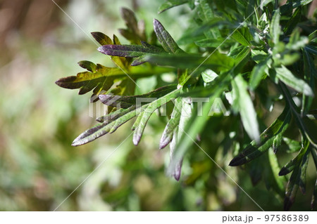 ヨモギ(蓬)の紅葉 ヨモギ(蓬)の紅葉 97586389