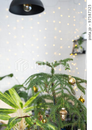 Araucaria house plant is a room spruce decorated with Christmas balls like a Christmas tree by the window. Green home interior decor 97587325