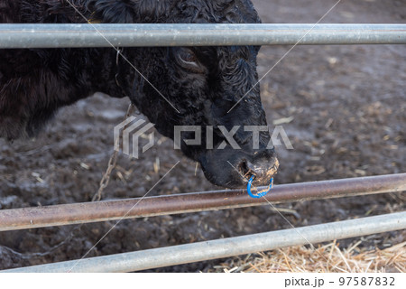 農場の黒毛牛 農場の黒毛牛 97587832