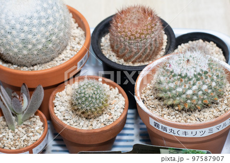 多肉植物サボテンのテーブルフォト 多肉植物サボテンのテーブルフォト 97587907