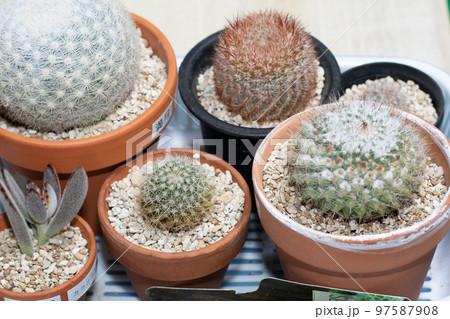 多肉植物サボテンのテーブルフォト 多肉植物サボテンのテーブルフォト 97587908