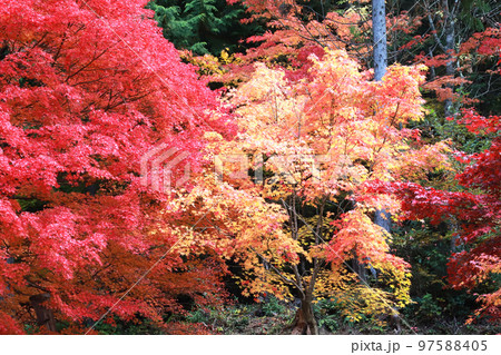もみじ紅葉 もみじ紅葉 97588405