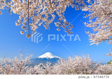 春爛漫の新倉山公園の桜と富士山の絶景　山梨県富士吉田市 97588770