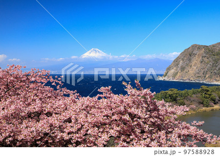 河津桜咲く井田峠から駿河湾越しに観る富士山 97588928