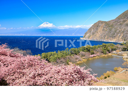 河津桜咲く井田峠から駿河湾越しに観る富士山 97588929
