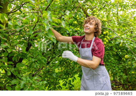 Joyous orchardman harvesting fresh organic fruit in the orchard 97589665