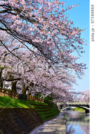 桜景　富山　松川 97589669