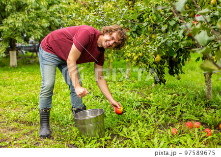 Young gardener harvesting fruit in the orchard 97589675