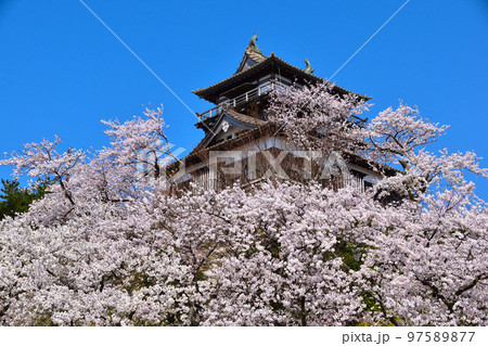 桜景　丸岡城 97589877