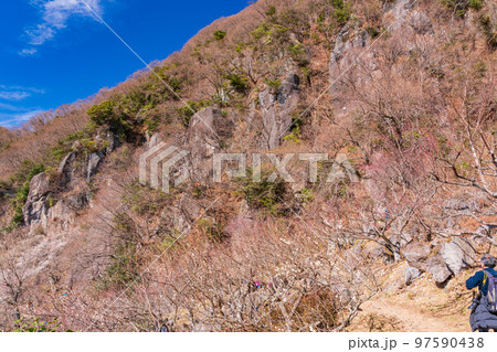 （神奈川県）湯河原梅林・梅の宴 97590438