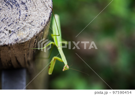 カマキリの全体画像 97590454