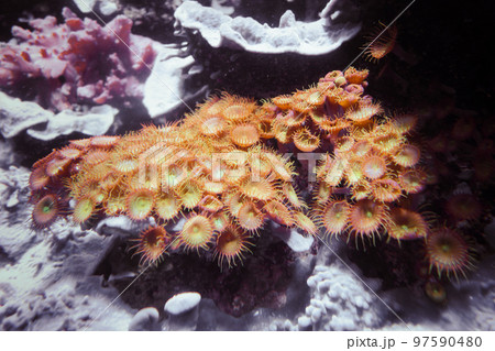 Sea anemones on a rock 97590480
